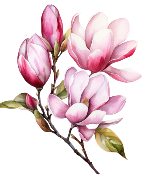 Blushing Petals: Magnolia’s Soft Embrace in watercolour - 5 week Live Zoom Course - Monday 7-8.00 Pm (GMT) Starts 18th Nov- 16th Dec 2024