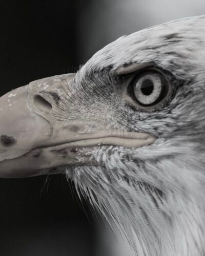 bald-eagle-1728739_1280