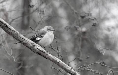 42C420B6-FAA2-4BDD-B189-FC9DC2B065E0_1_201_a