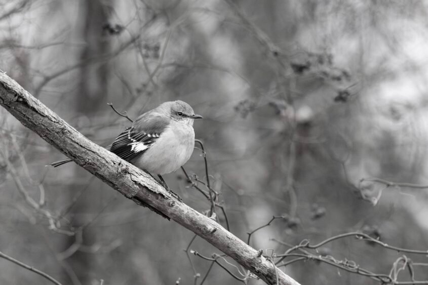 42C420B6-FAA2-4BDD-B189-FC9DC2B065E0_1_201_a