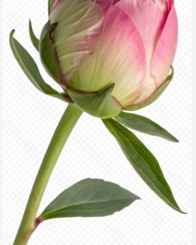 4AD3751C-C3D9-4CC8-A474-58DE2EEB513E_1_201_a