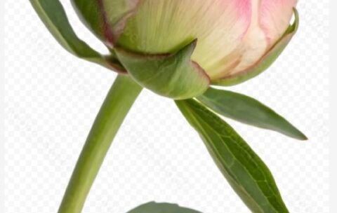 4AD3751C-C3D9-4CC8-A474-58DE2EEB513E_1_201_a