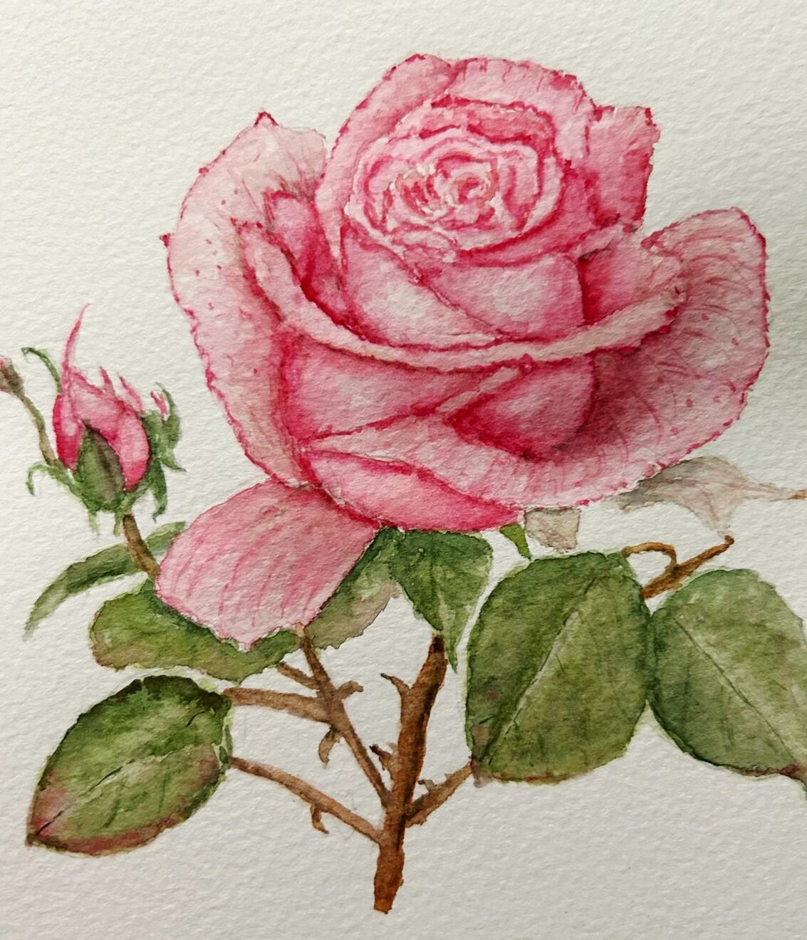 Watercolour By Ann H