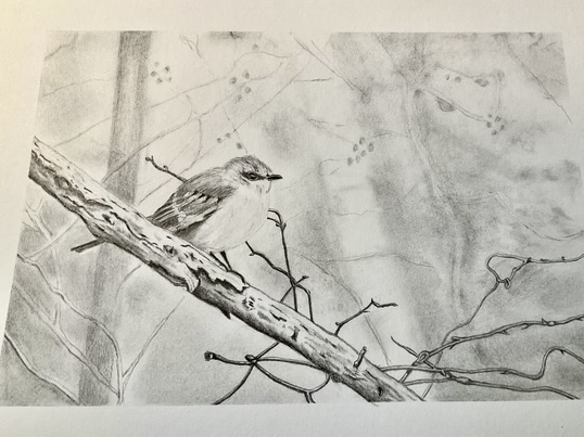 Drawing - Bird in Tree by Carole P