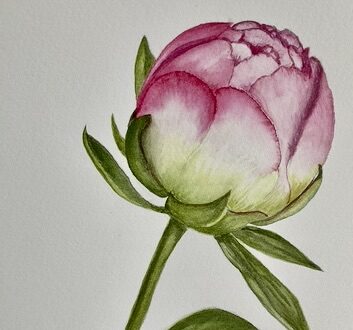 Watercolour Botanicals Peony - By Carole P