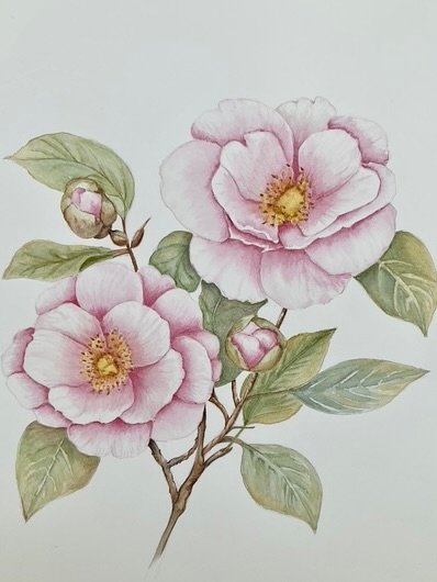 Watercolour Camellia by Carole P