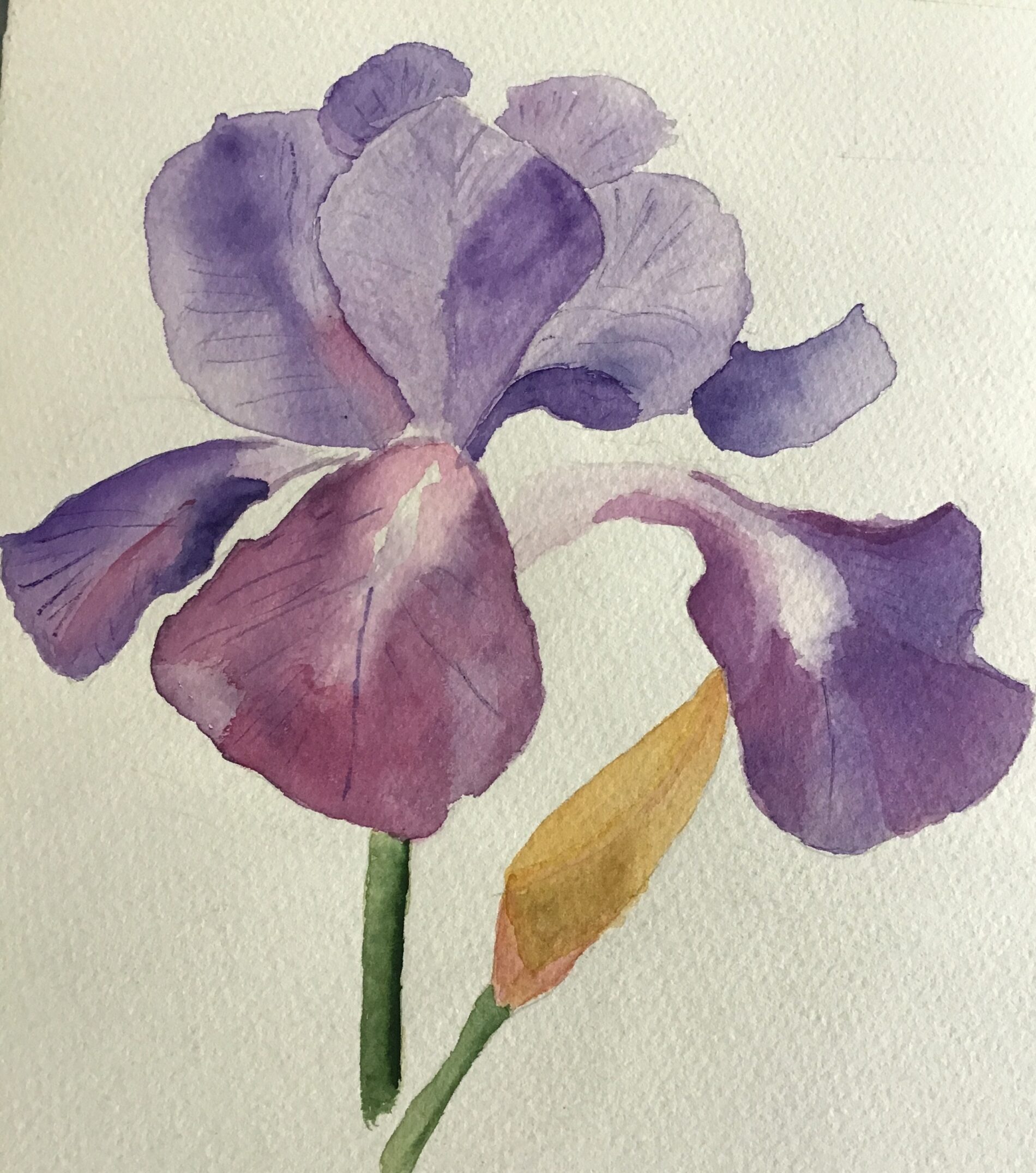 Water Colour Iris by Geraldine G