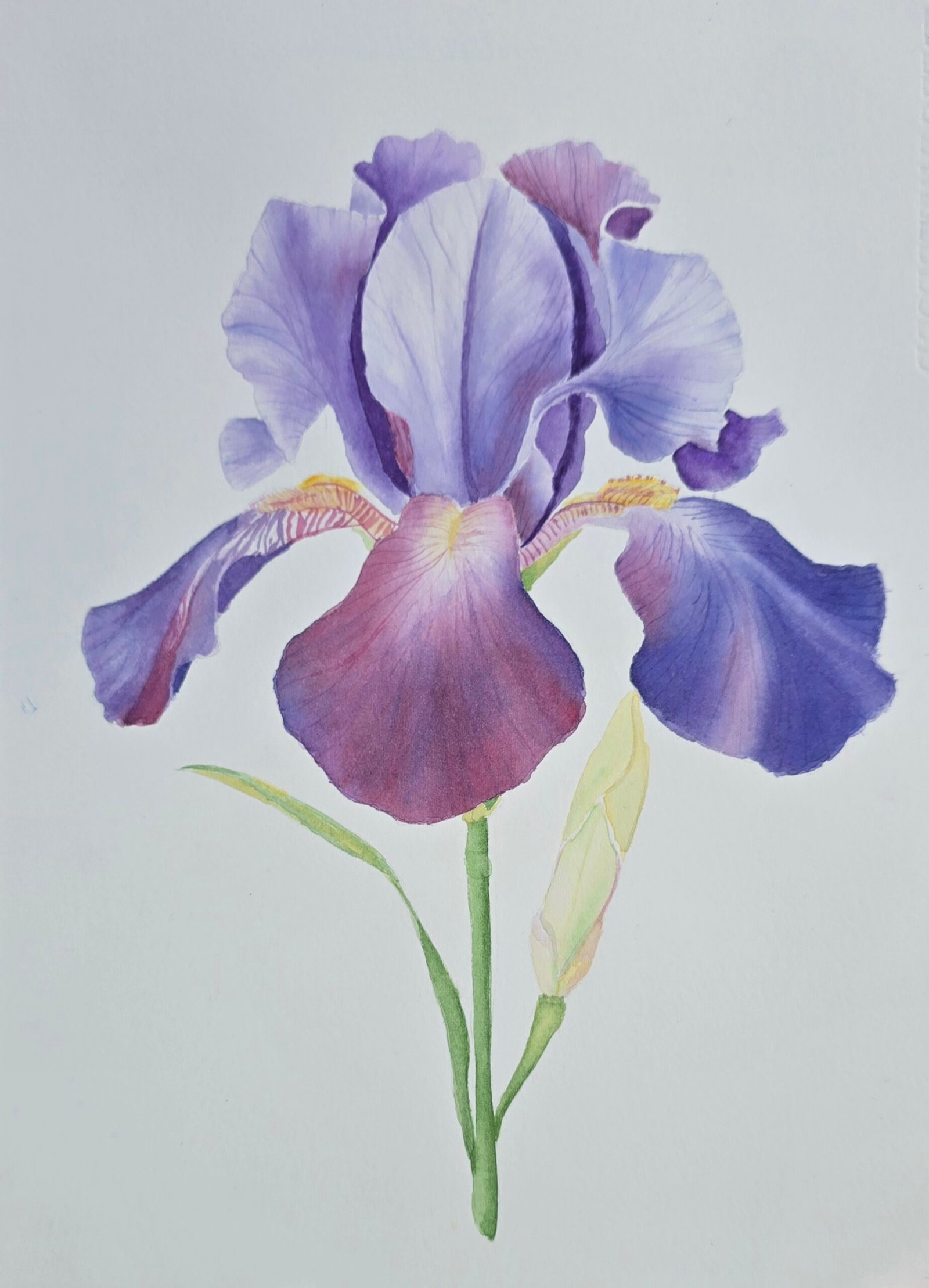 Lisa Finlayson