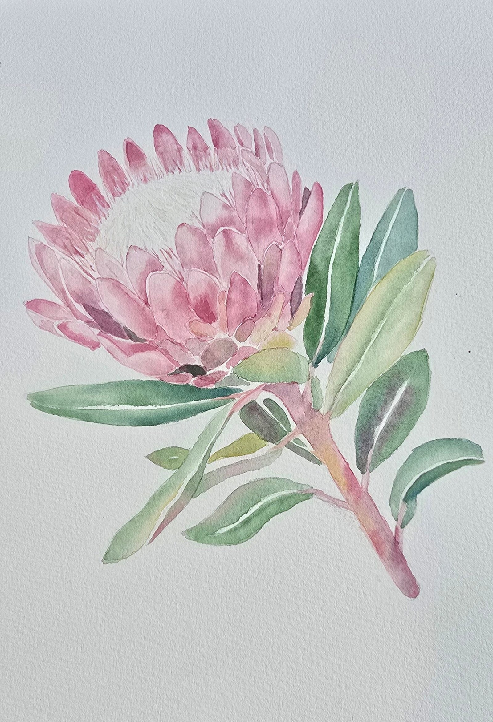 Lisa Finlayson