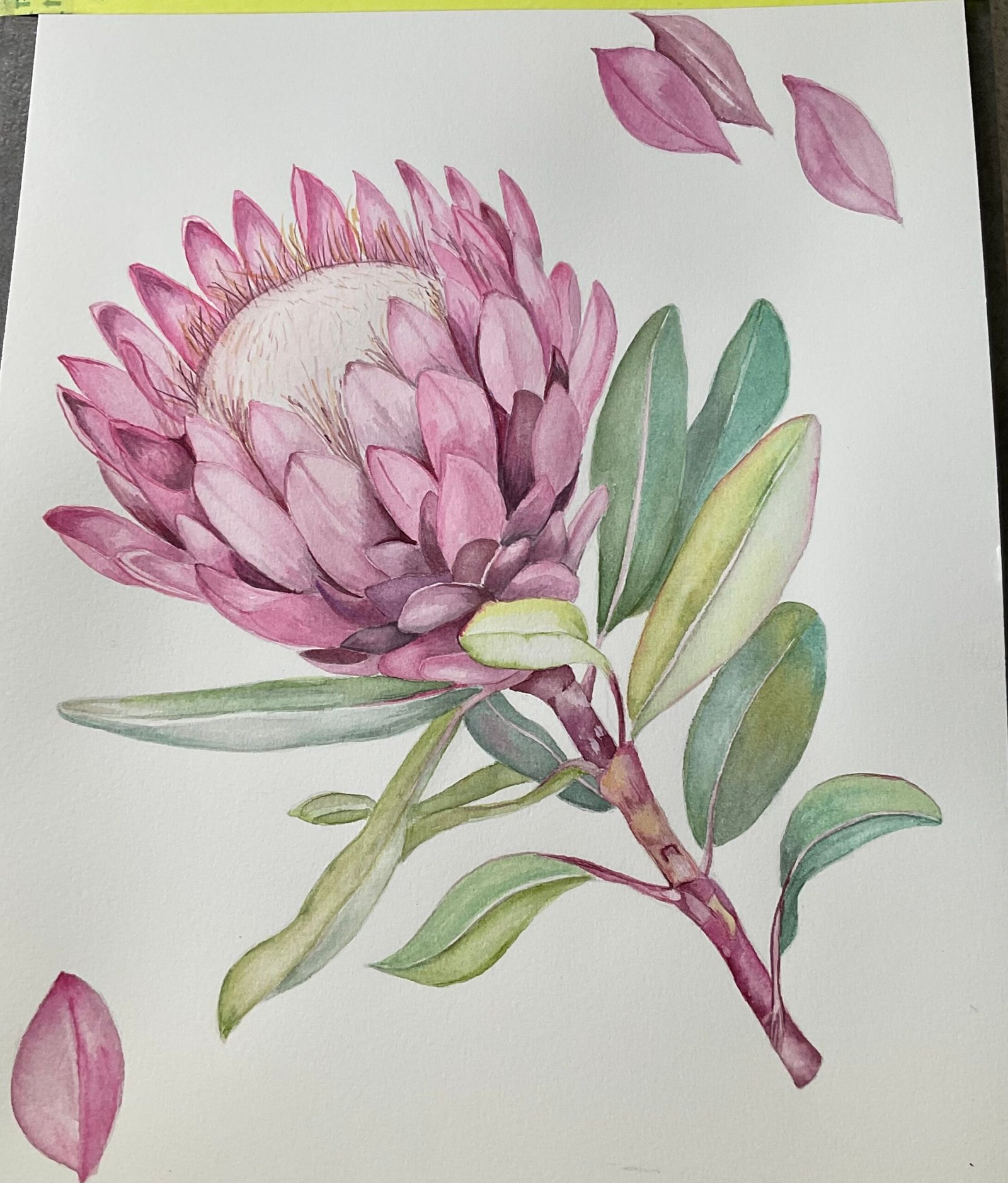 Protea  by Carole Pullen
